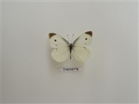 藏品(白粉蝶)的圖片